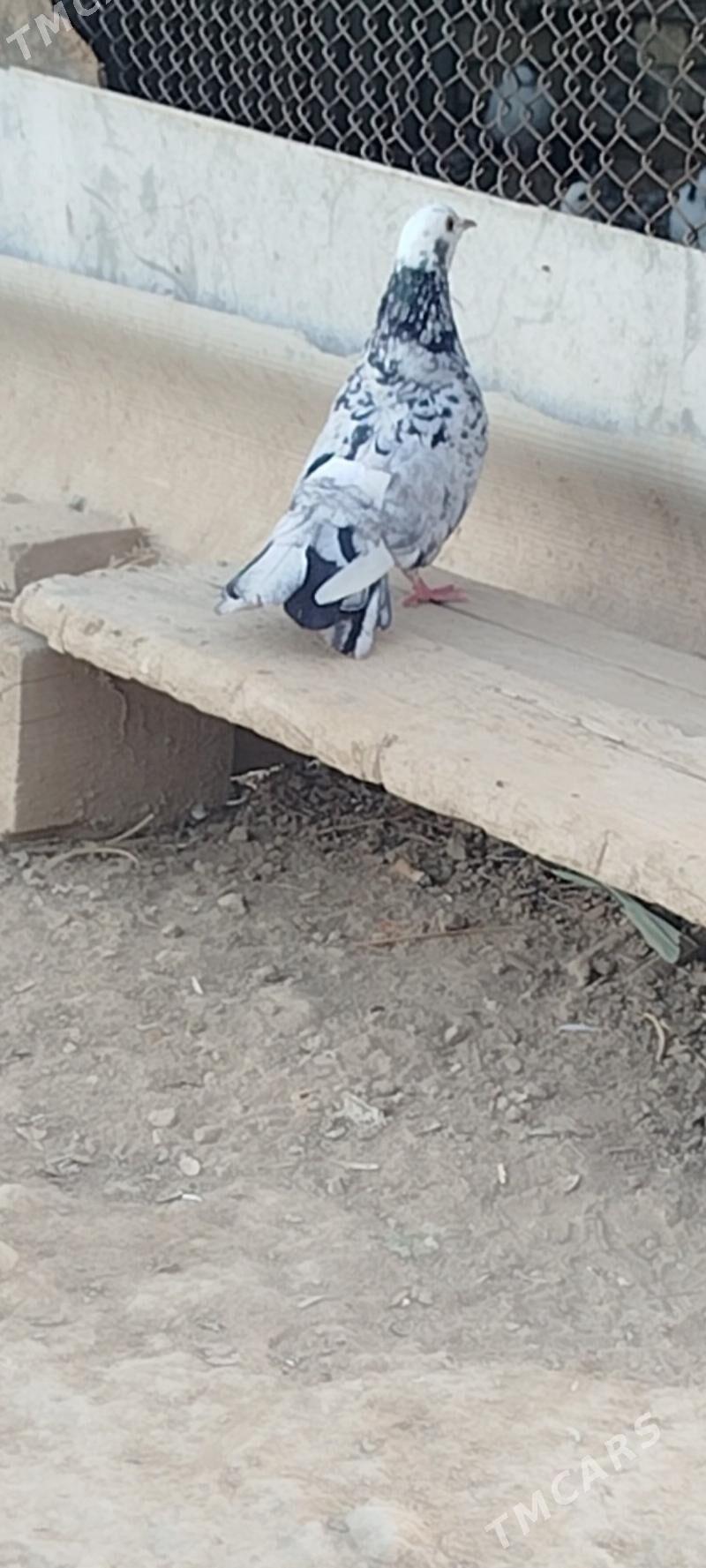 kepderi - Мары - img 4