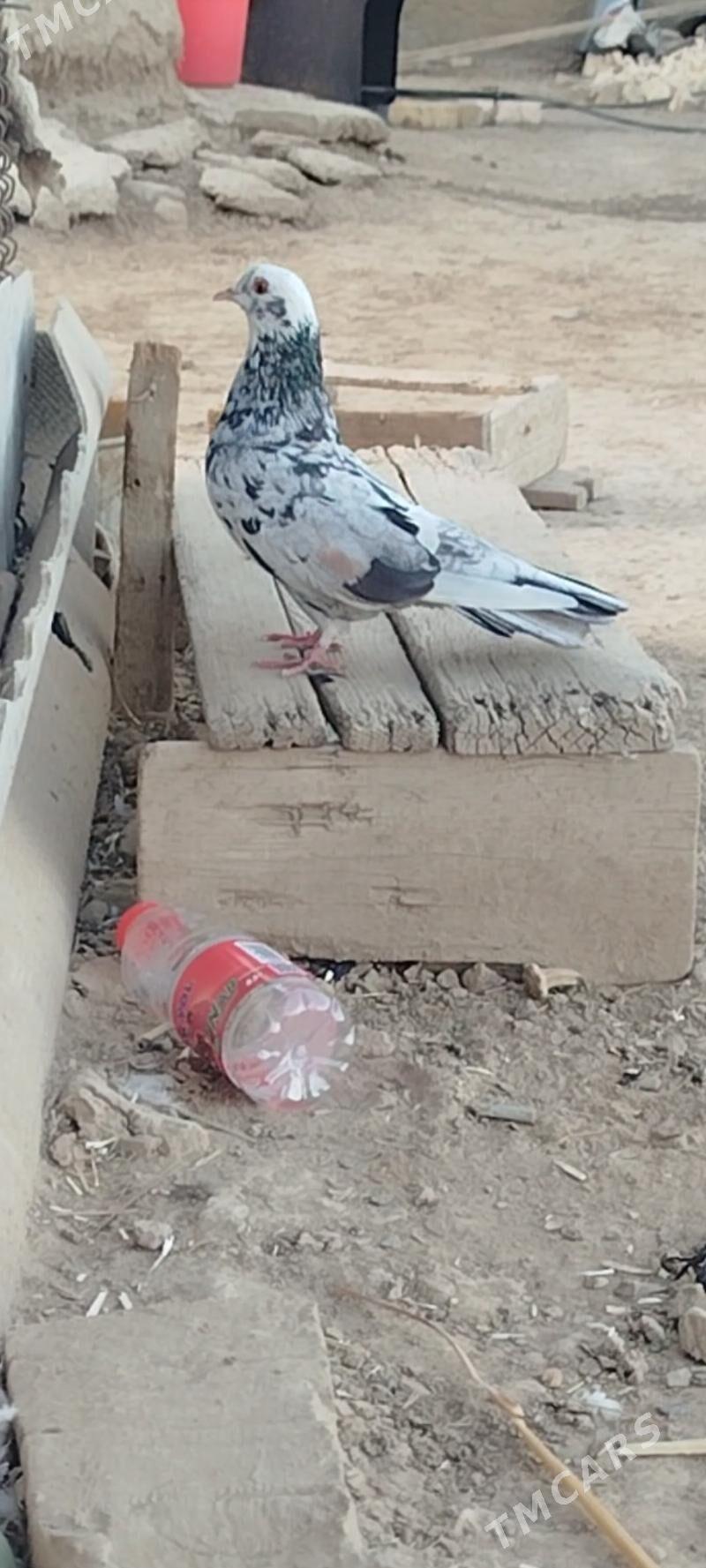 kepderi - Мары - img 2