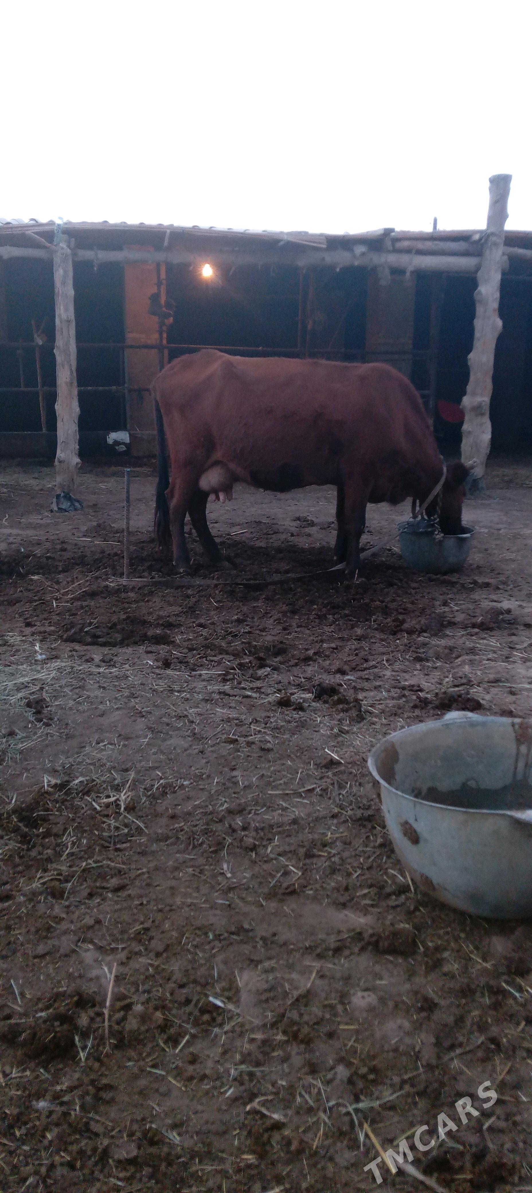 Sygyr - Murgap - img 2