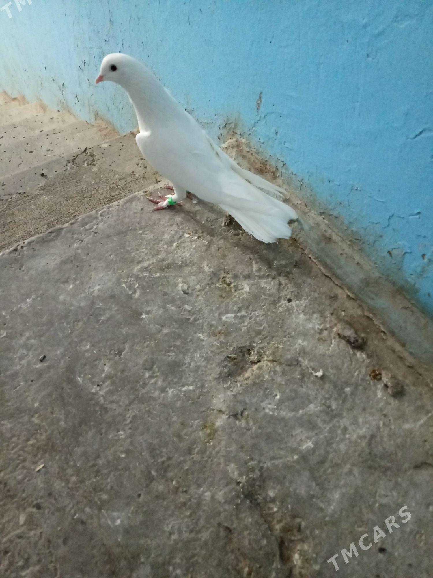 Kepderi - Мир 2 - img 2