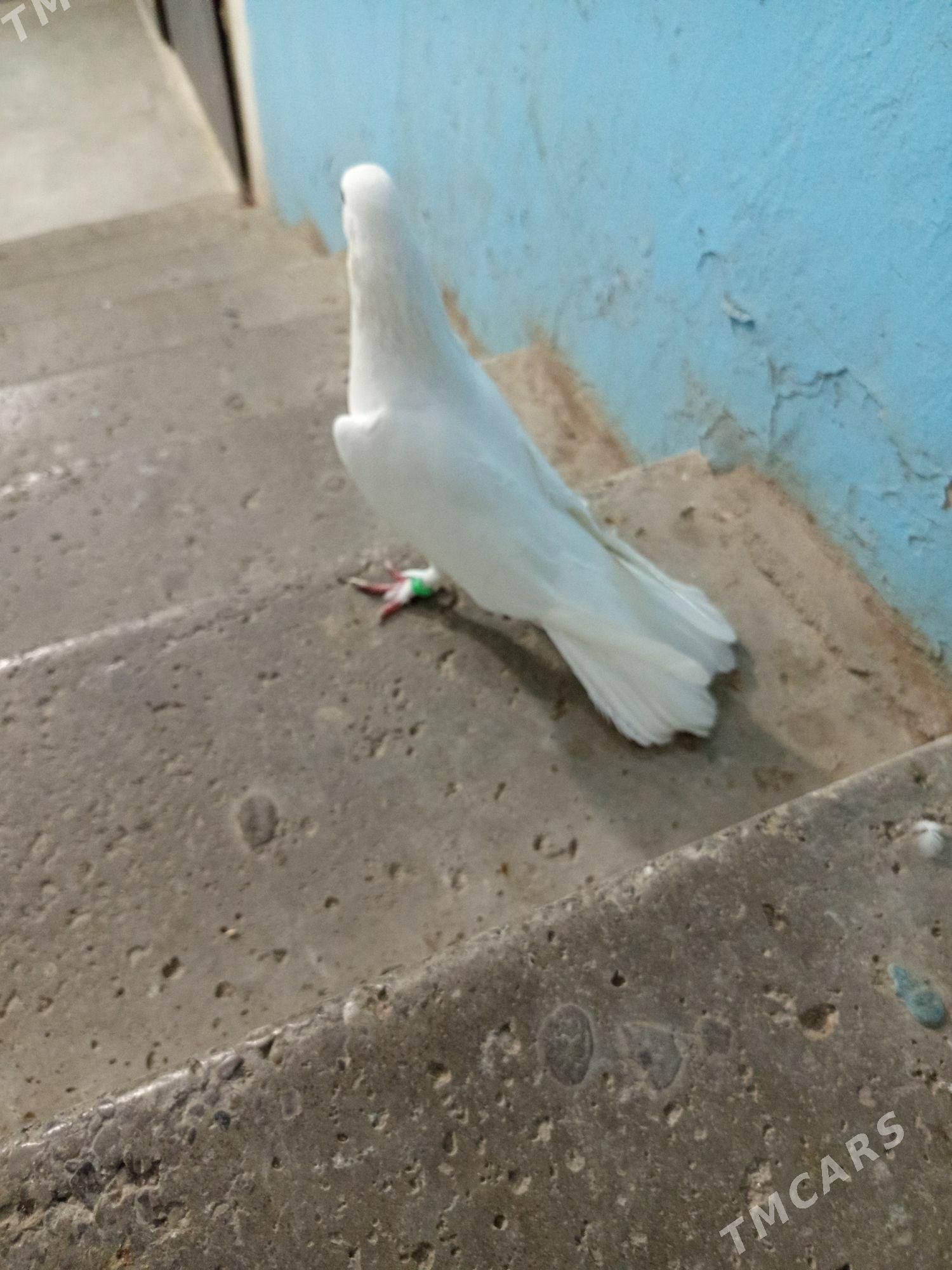 Kepderi - Мир 2 - img 3