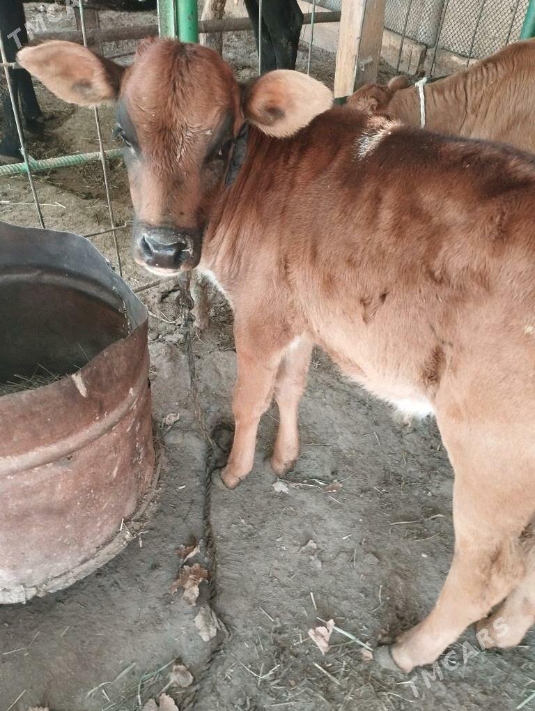 goleli sygyr - Sakarçäge - img 2