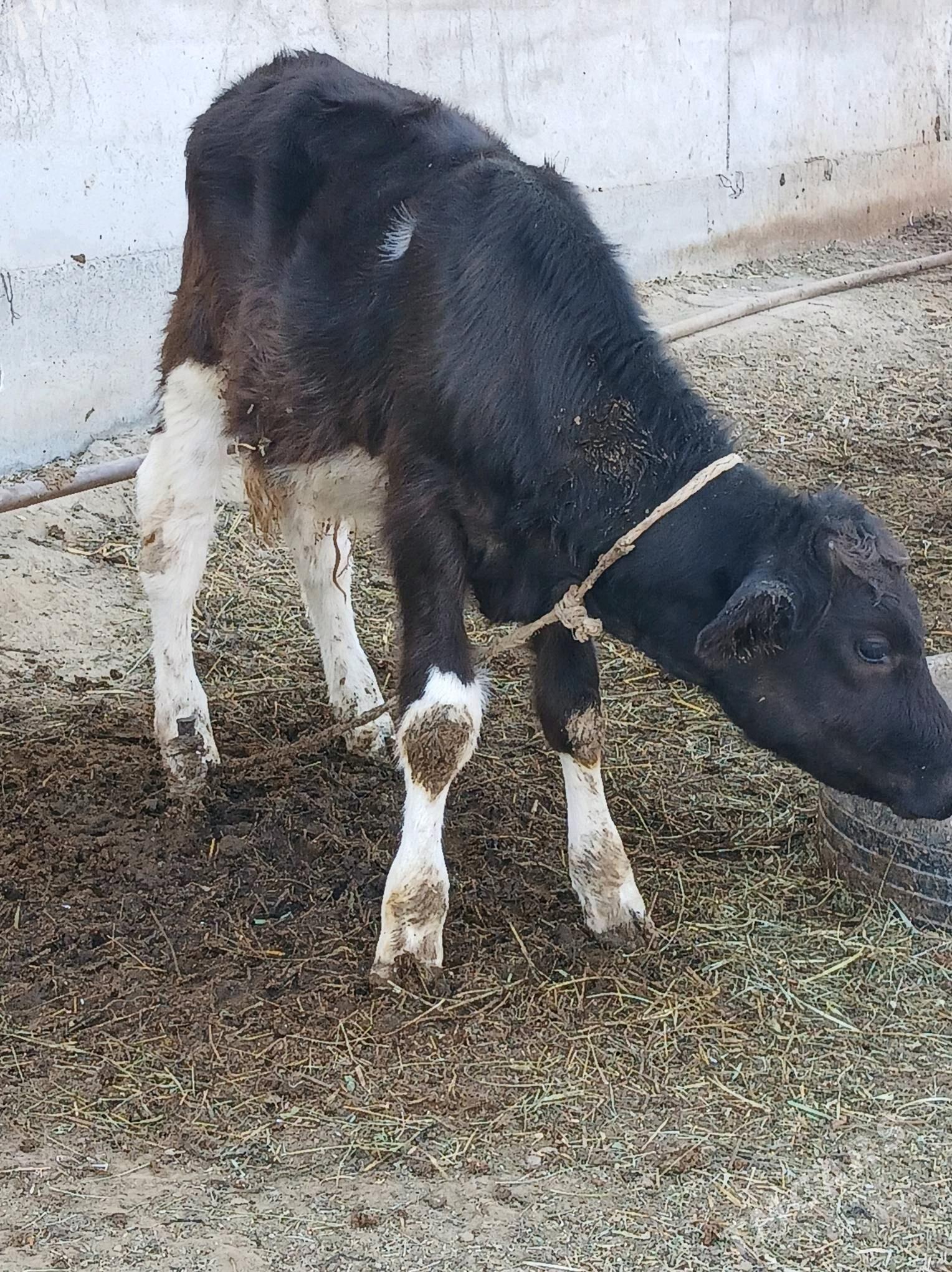 Göleler - Gökdepe - img 1