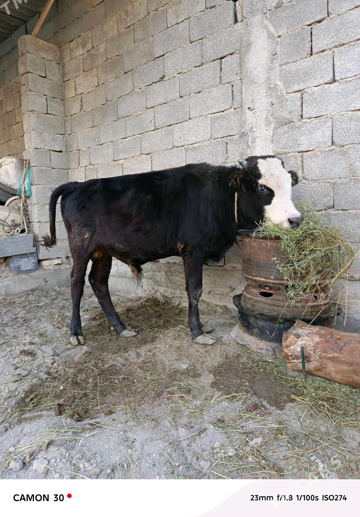 Göle - Gökdepe - img 3