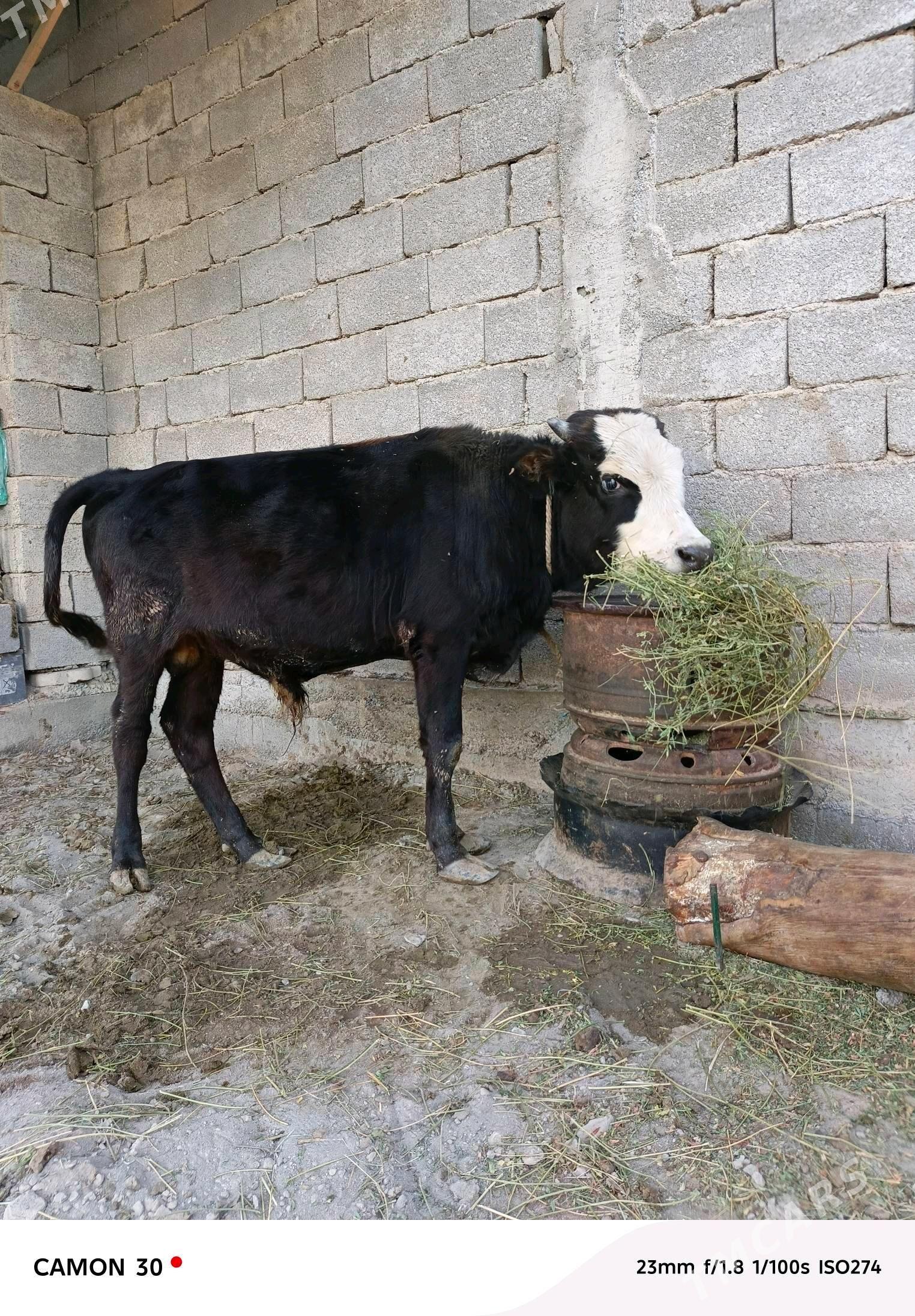 Göle - Gökdepe - img 2