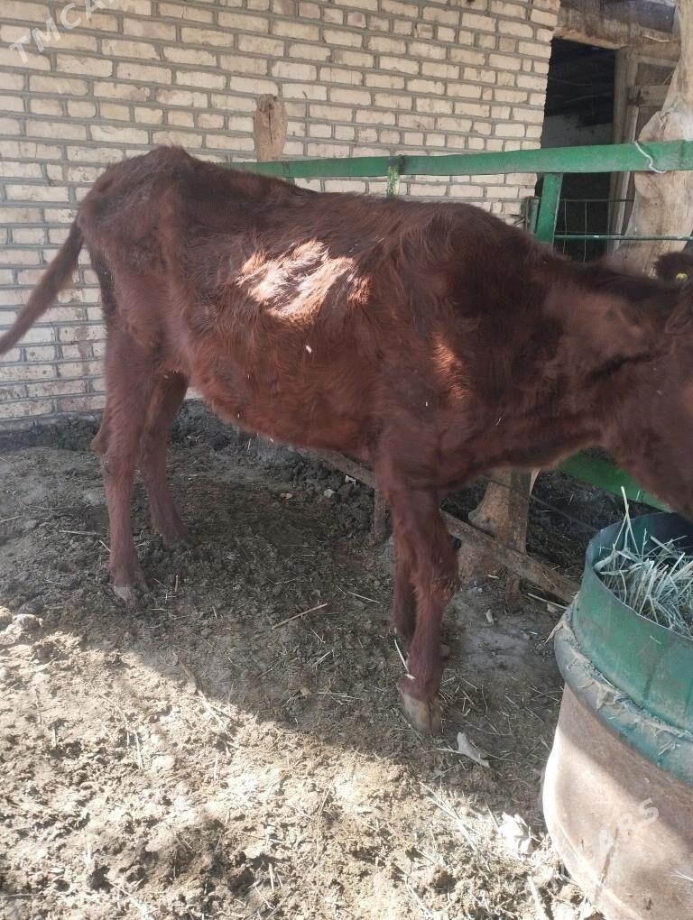 gulajyn - Сакарчага - img 4