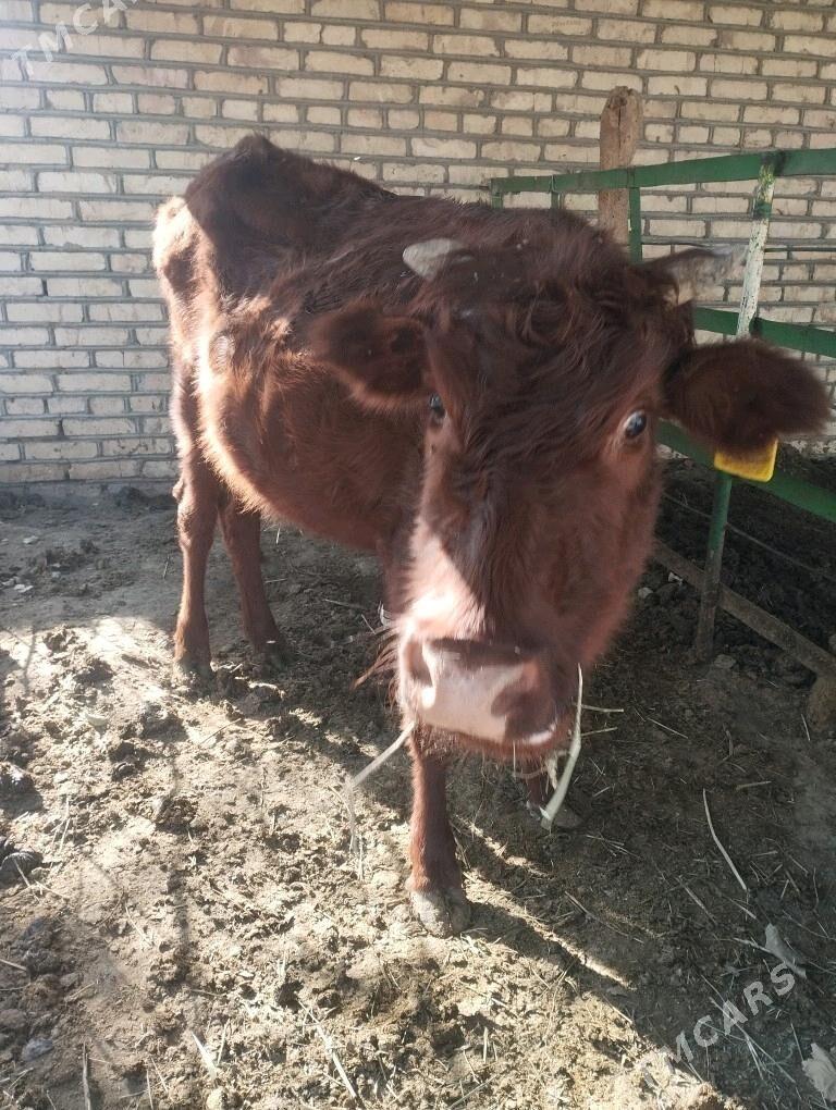 gulajyn - Сакарчага - img 5