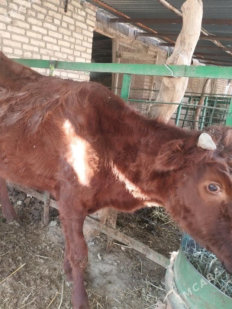 gulajyn - Сакарчага - img 2