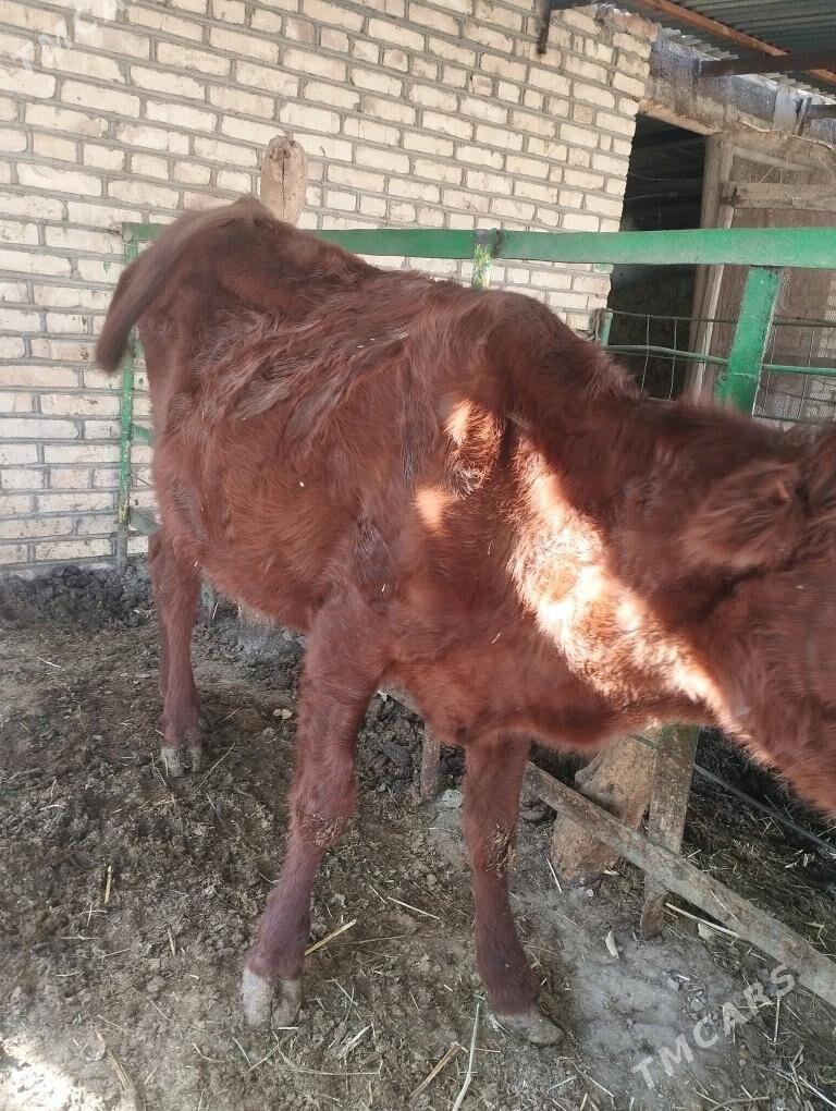 gulajyn - Сакарчага - img 3