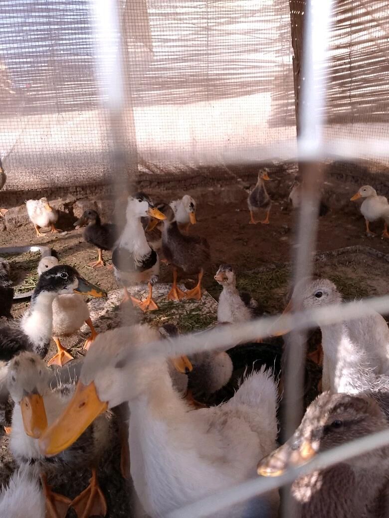 gak gak ordek - Sakarçäge - img 1