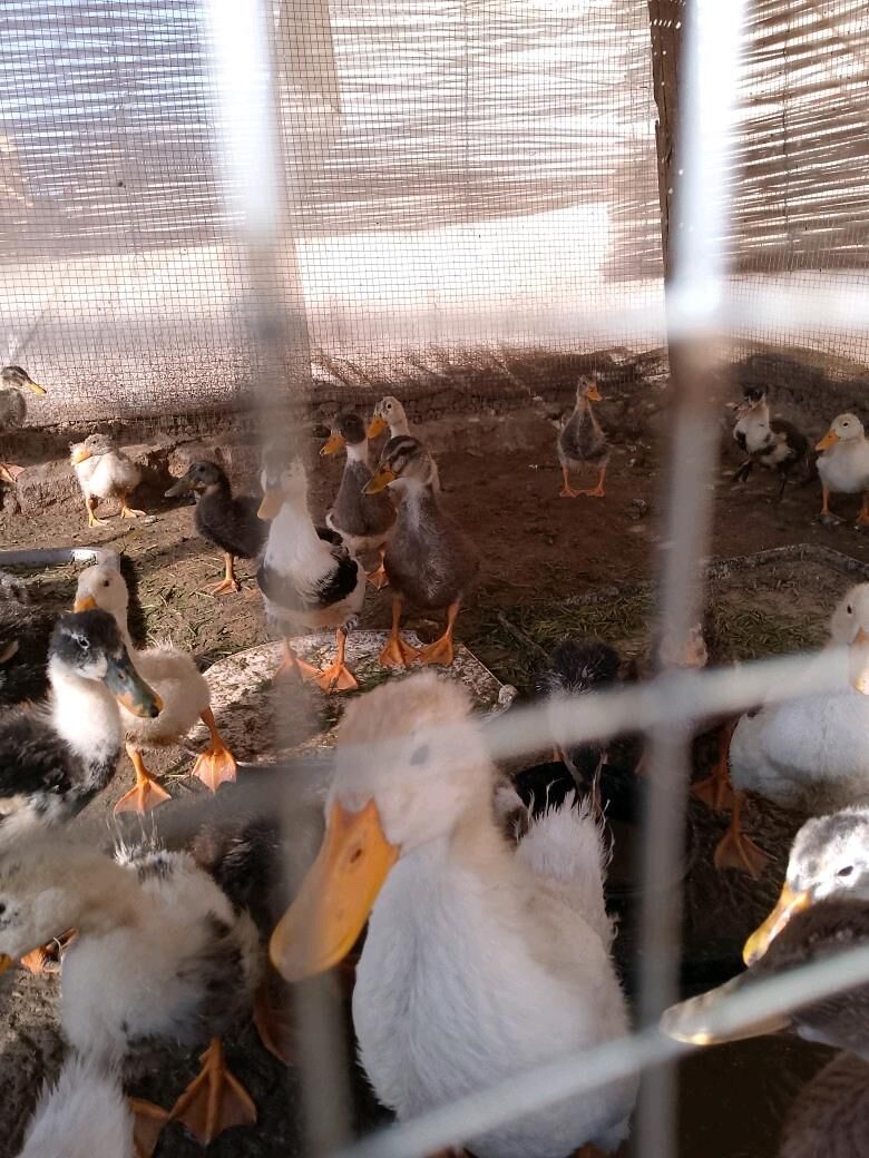 gak gak ordek - Sakarçäge - img 2