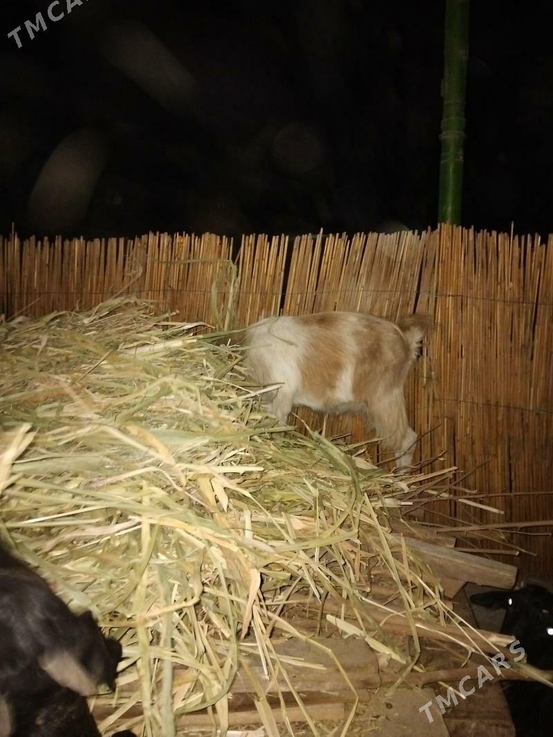 geci zanen - Çärjew - img 2