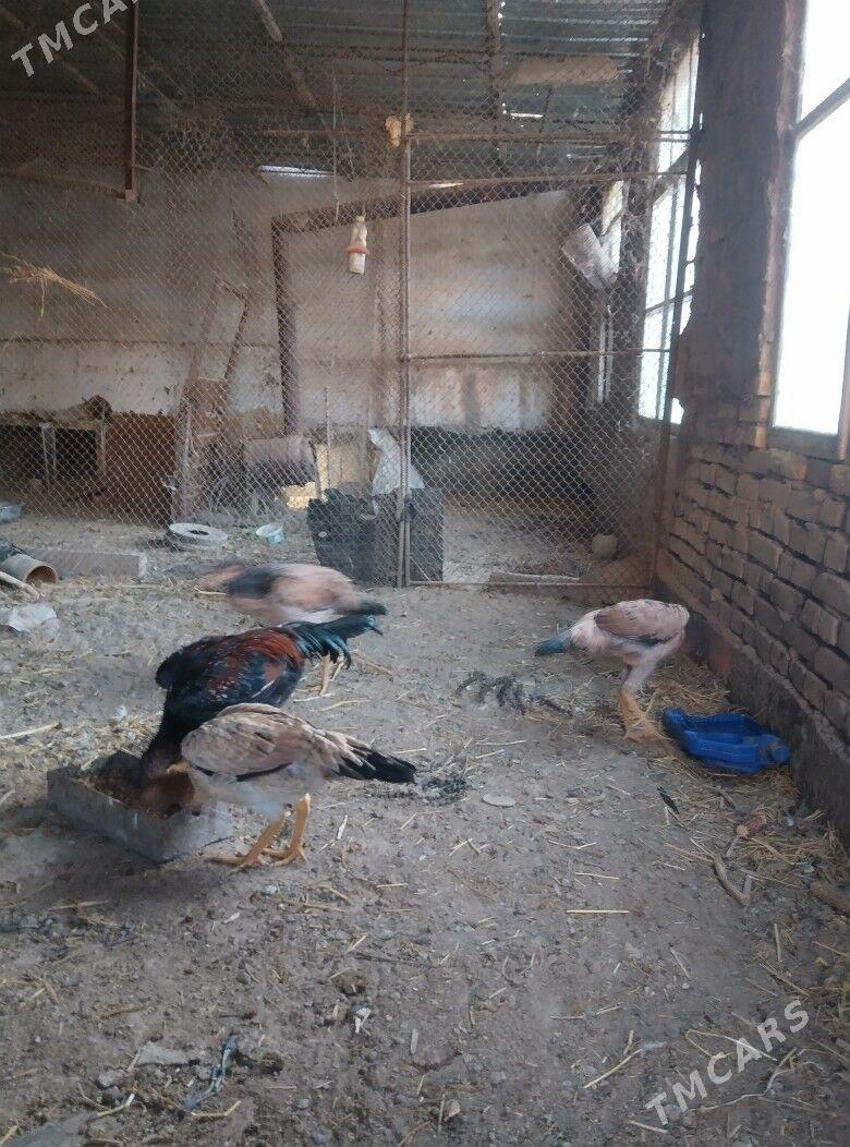 baysowy horaz - Чарджоу - img 2