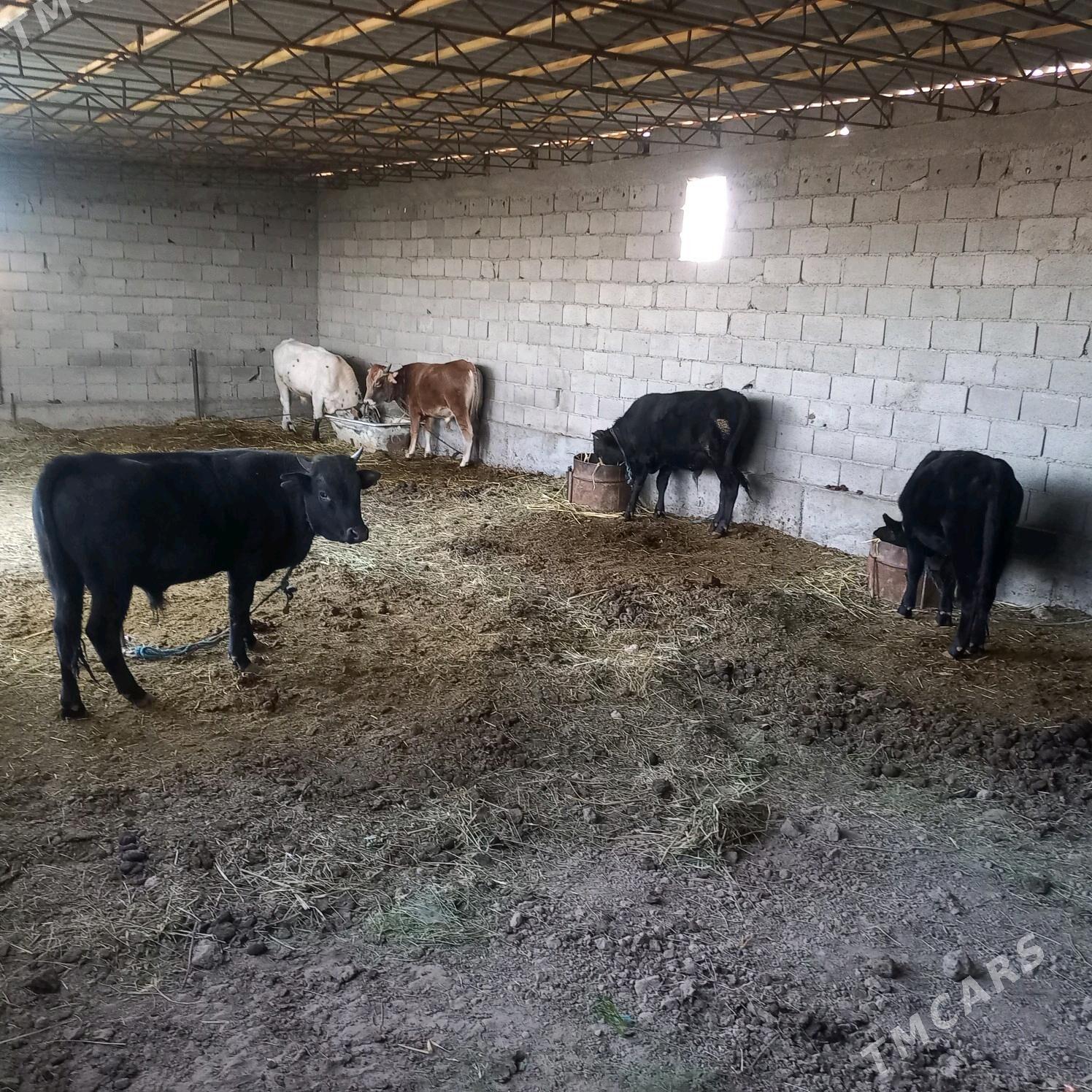 okuz 2 yaşan - Kaka - img 2