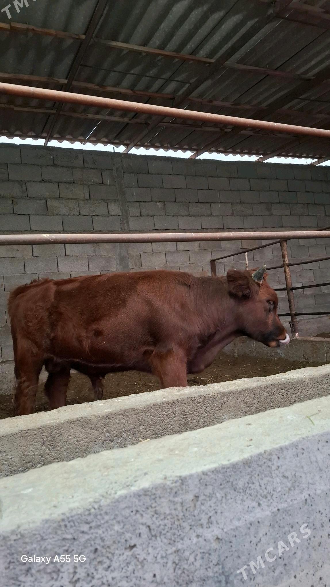 Okuz - Gökdepe - img 2