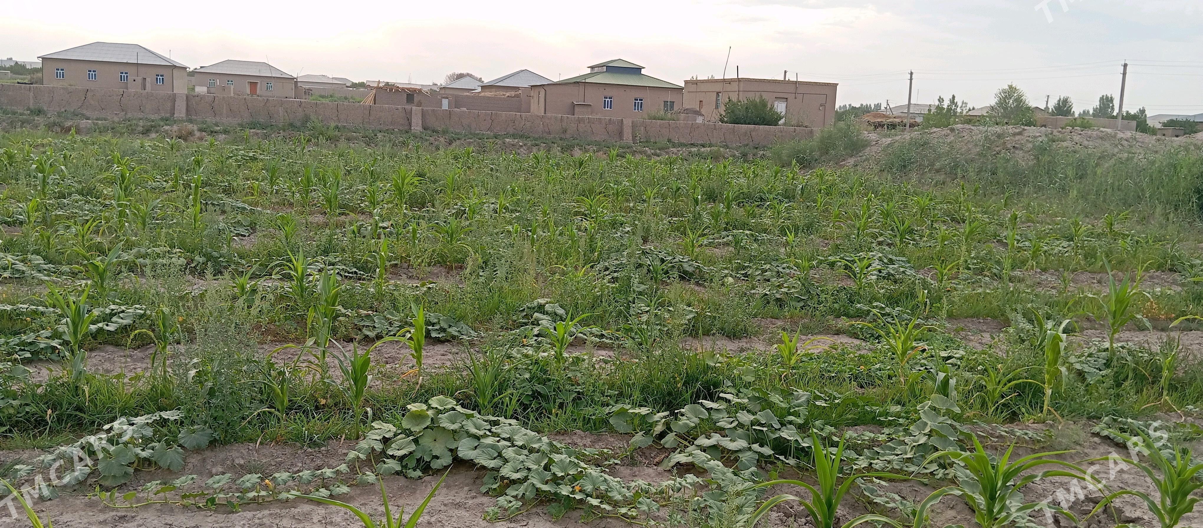 жай усаска - Шабатский этрап - img 1