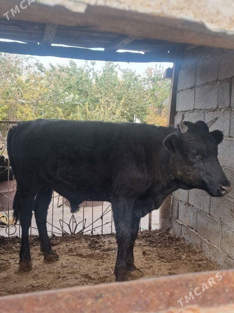 okuz - Bagyr - img 6