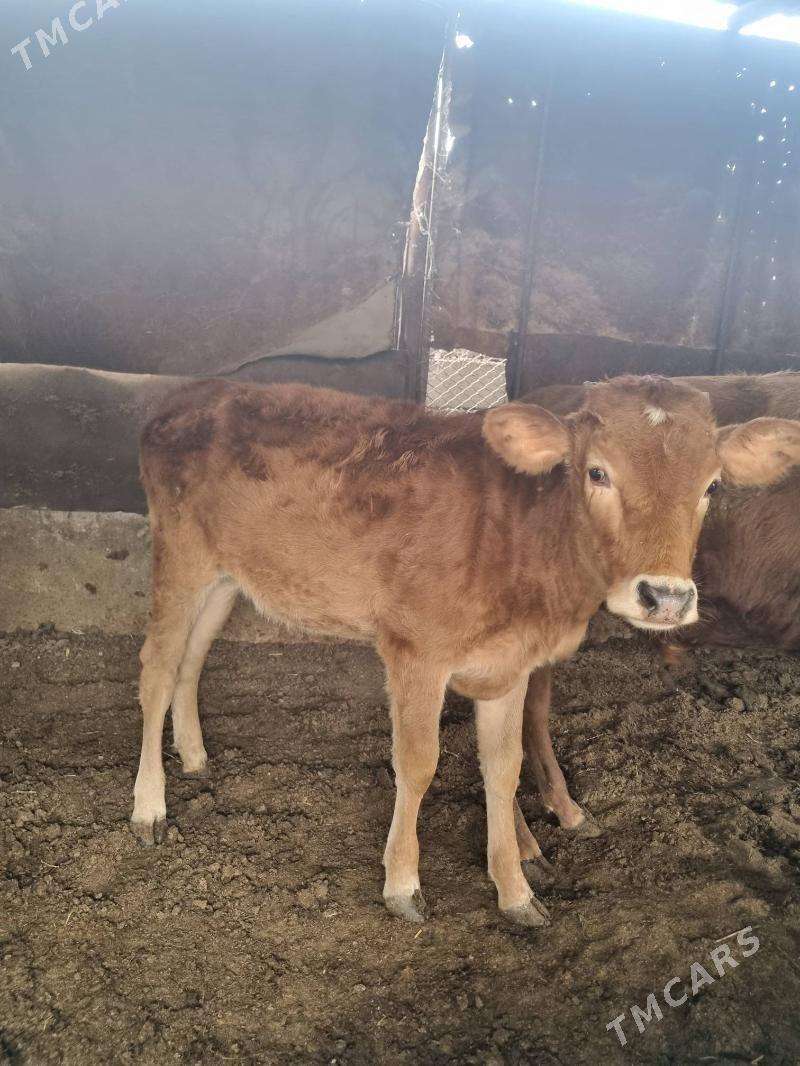 okuz - Bagyr - img 7