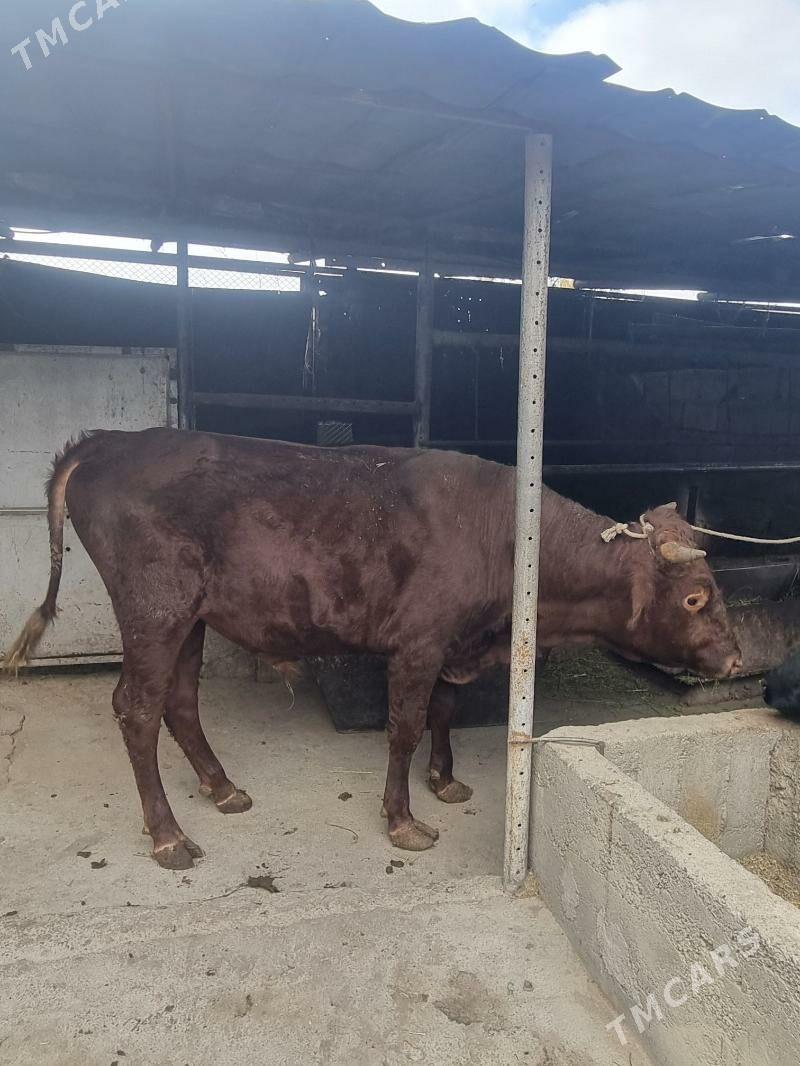 okuz - Bagyr - img 4