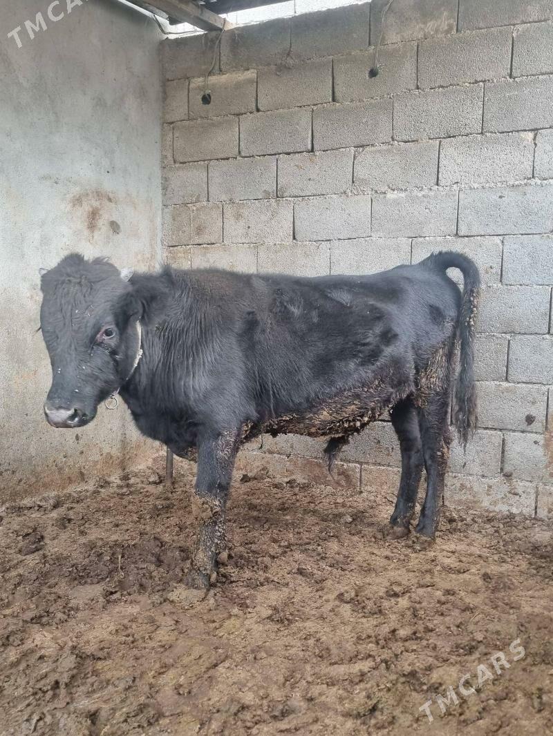 okuz - Bagyr - img 2