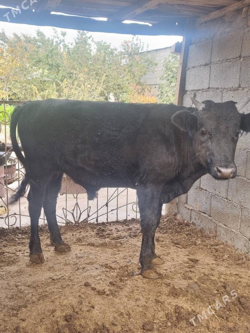 okuz - Bagyr - img 5