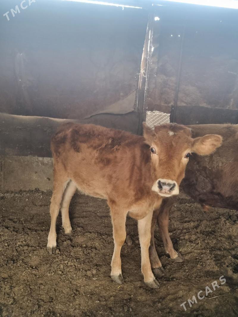 okuz - Bagyr - img 8