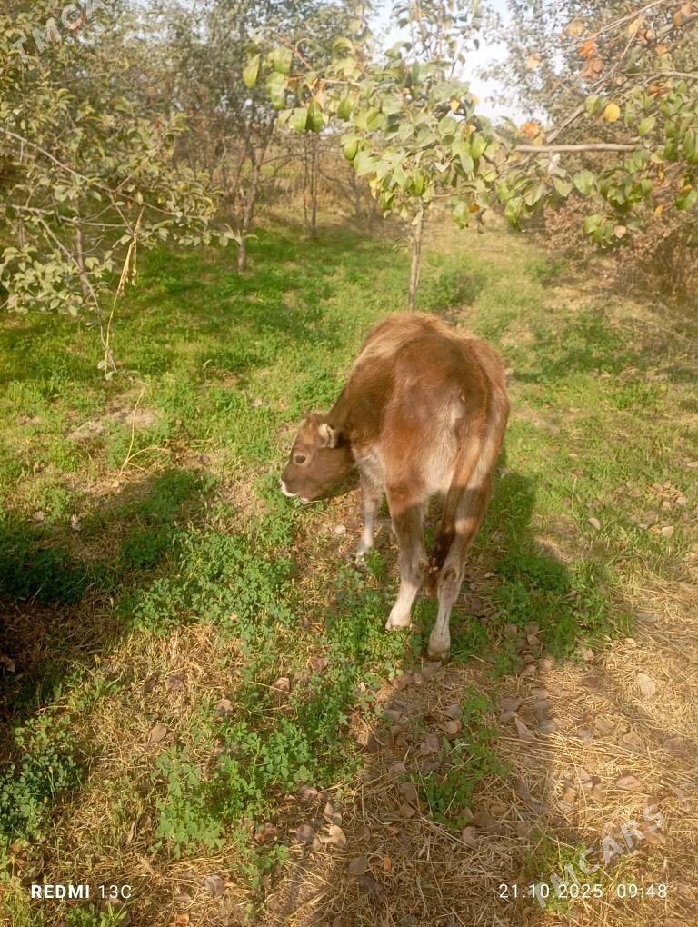 Göle - Magtymguly - img 2