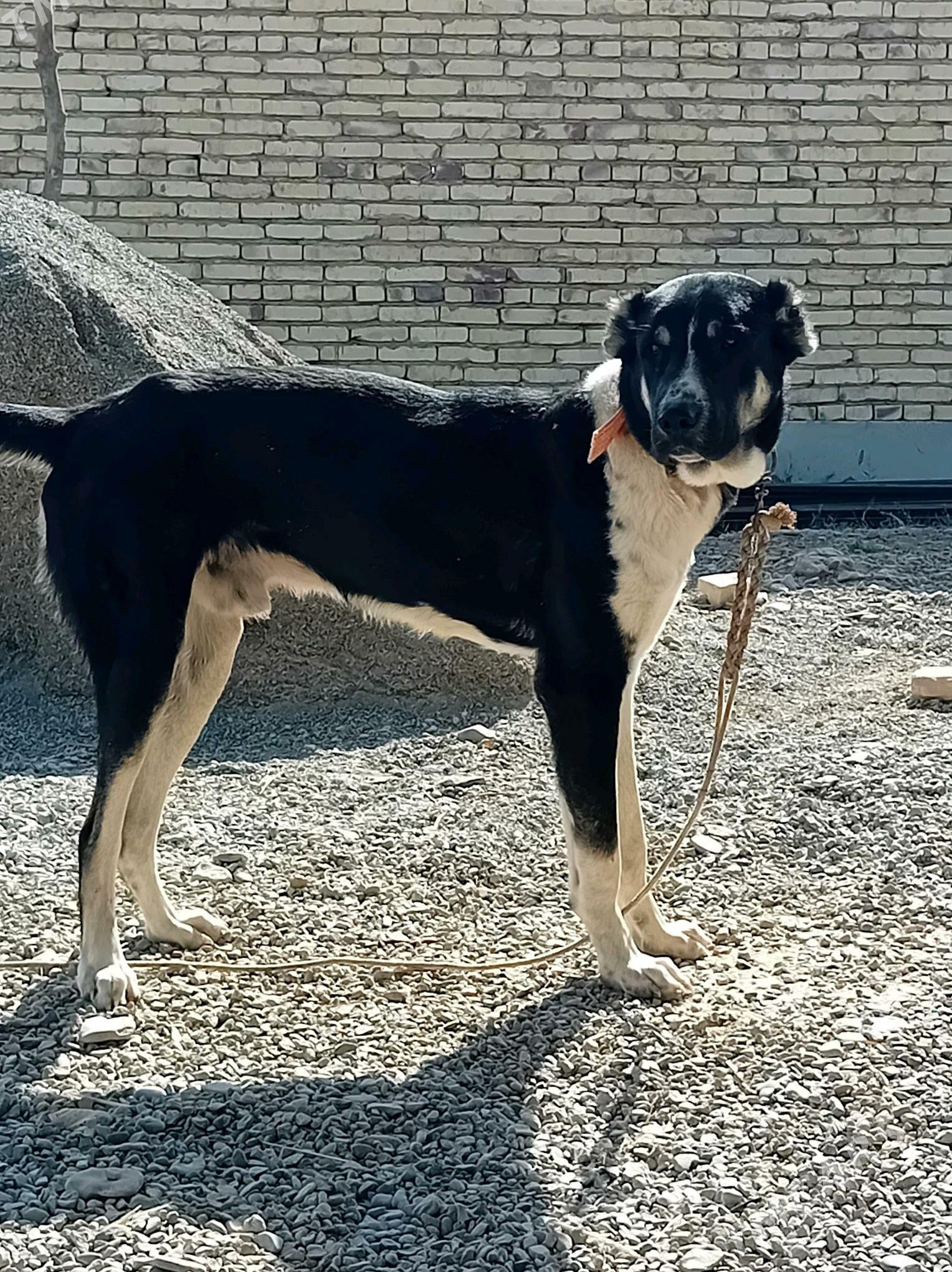 Garahan - Теджен - img 3