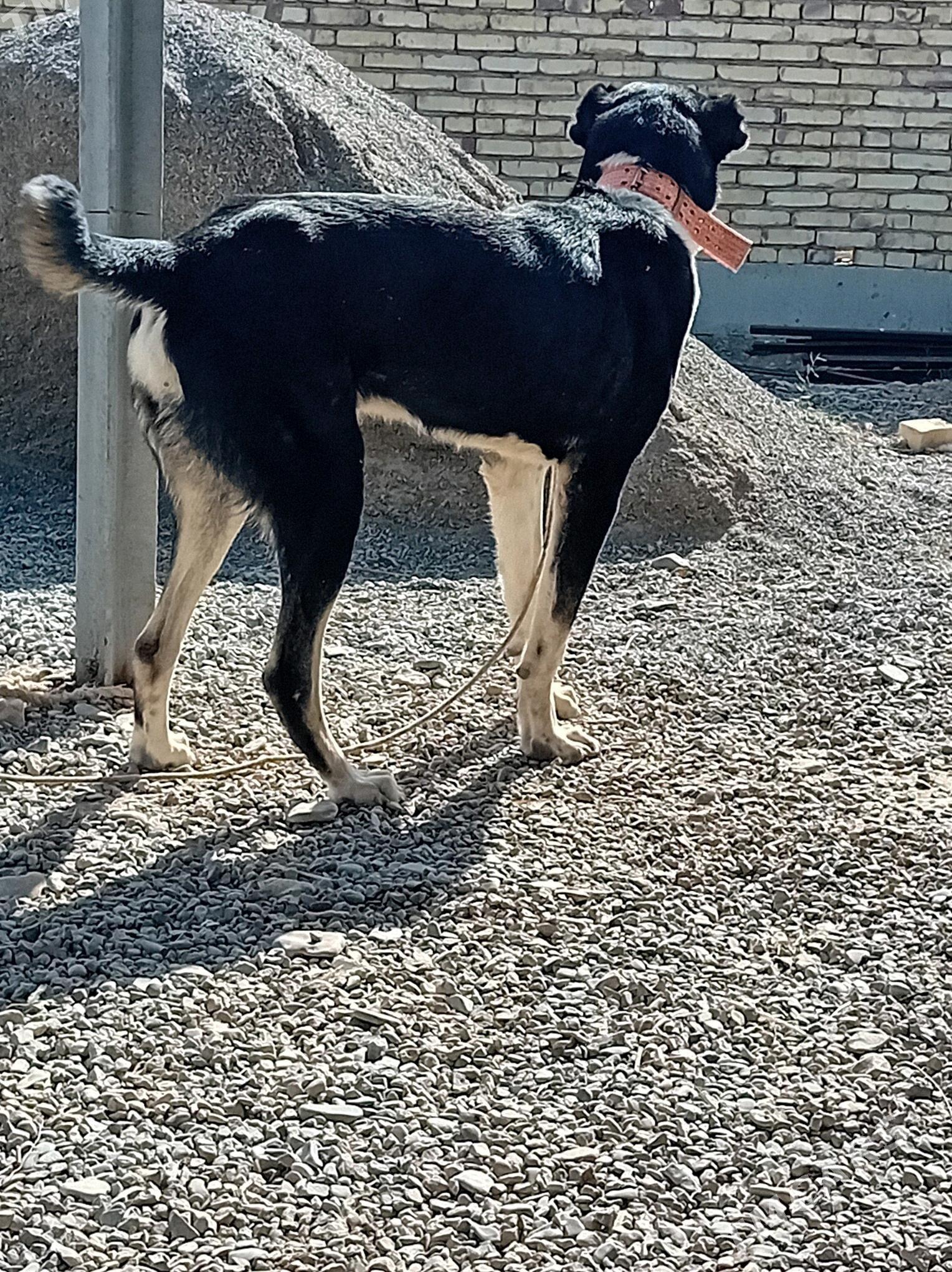 Garahan - Теджен - img 2