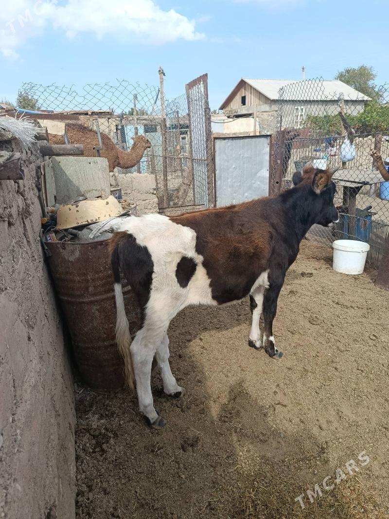 Göle Gaçar - Balkanabat - img 4