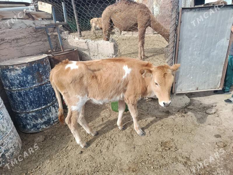 Göle Gaçar - Balkanabat - img 3