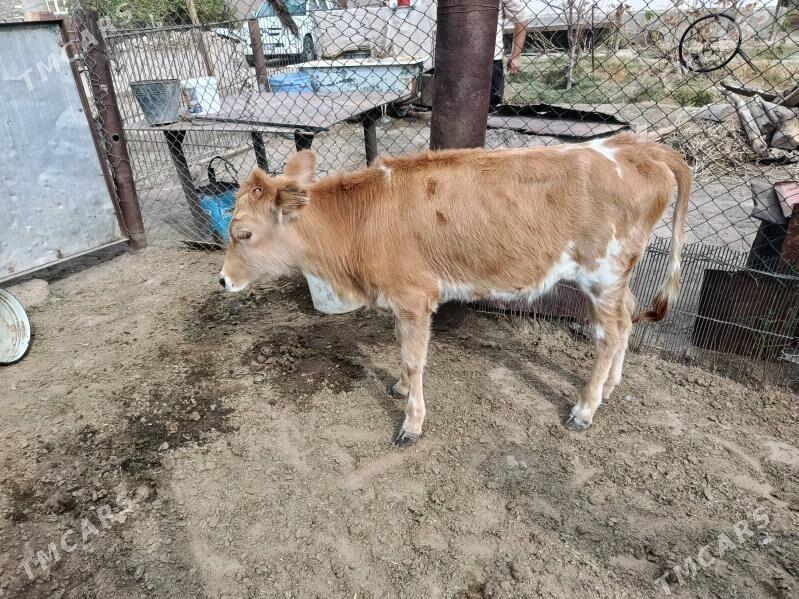 Göle Gaçar - Balkanabat - img 1