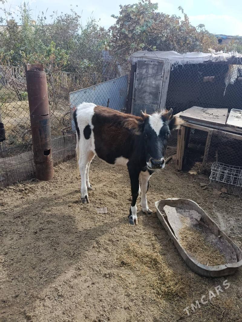 Göle Gaçar - Balkanabat - img 5