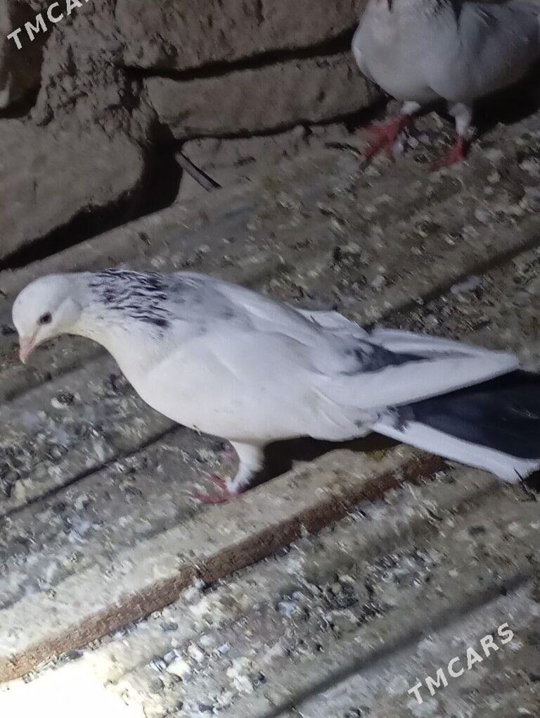 kepderi - Balkanabat - img 2