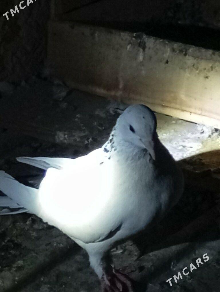 kepderi - Balkanabat - img 3