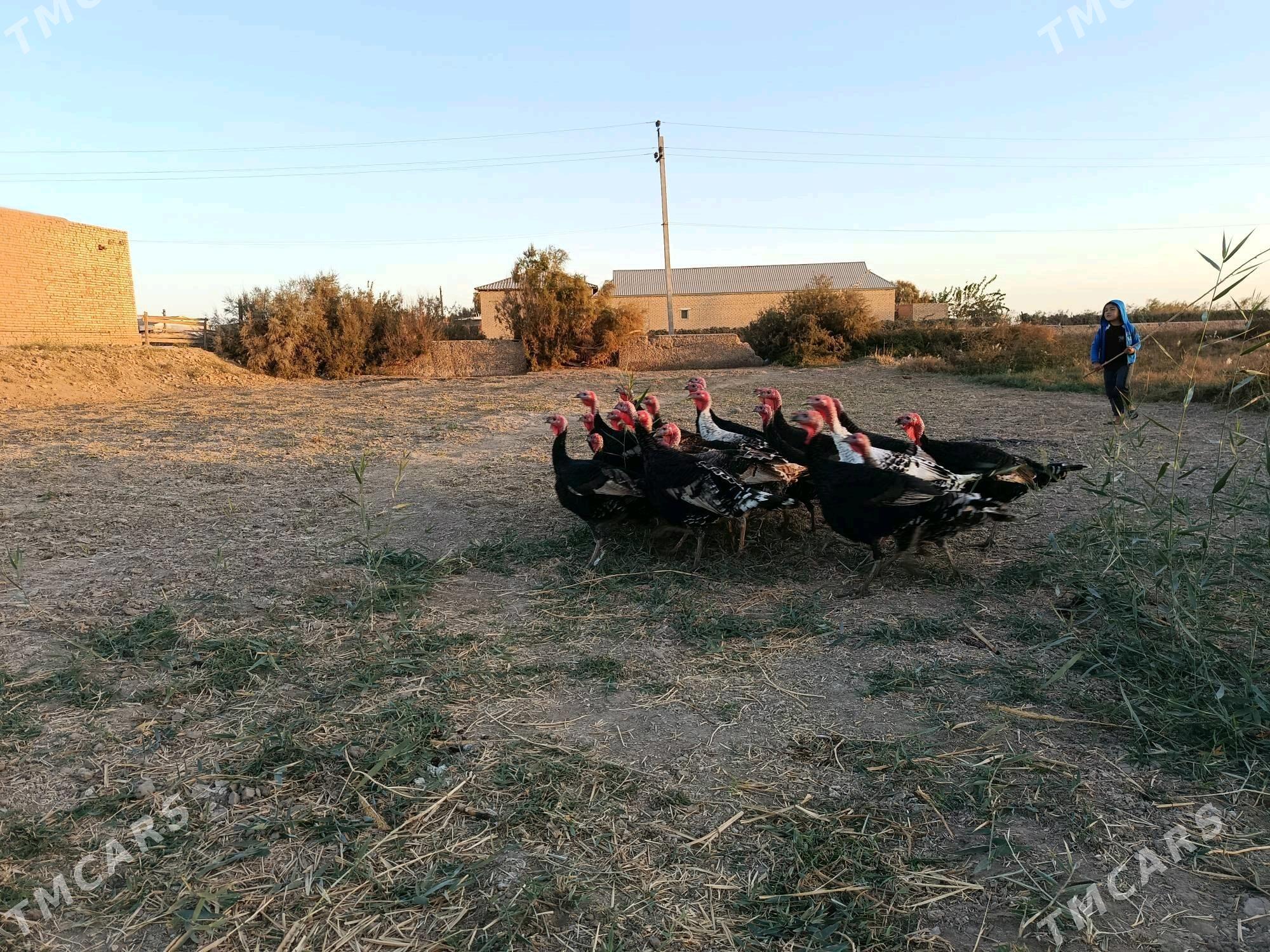 induk - Ýolöten - img 2