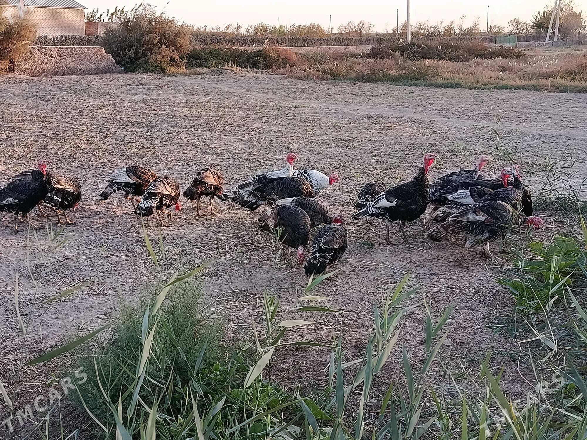 induk - Ýolöten - img 3