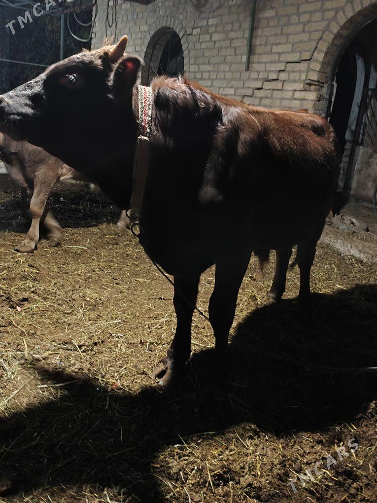 okuz - Туркменабат - img 4