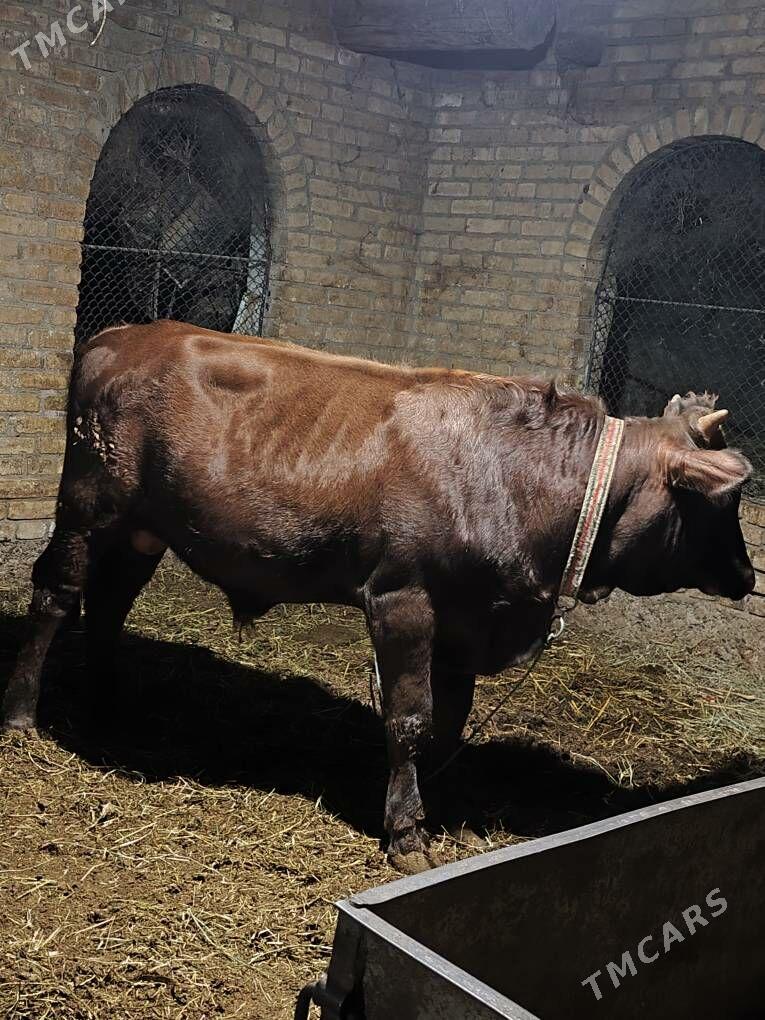 okuz - Туркменабат - img 2