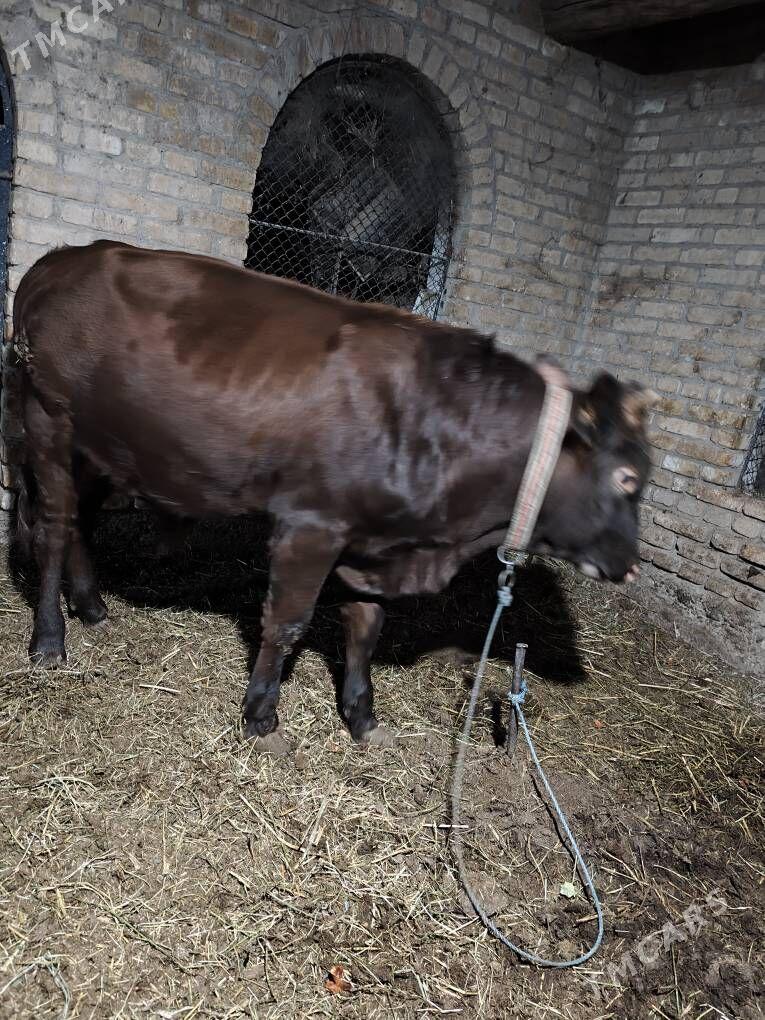 okuz - Туркменабат - img 3