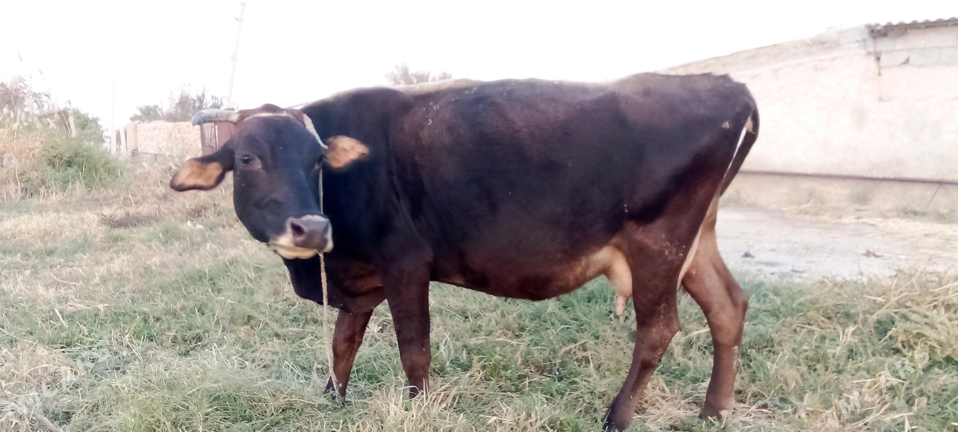 Sagymlyk Sygyr. - Бахарден - img 3