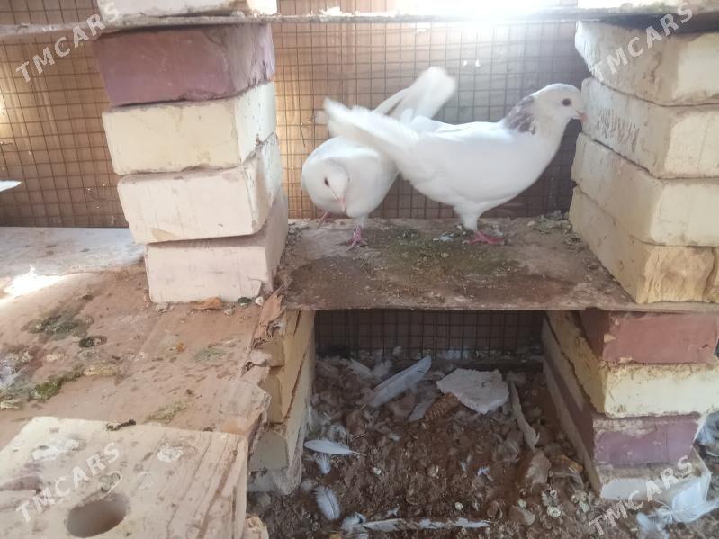 kepderi 🪽️️🪽 - Garagum etraby - img 1