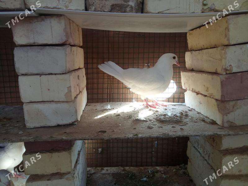 kepderi 🪽️️🪽 - Каракумский этрап - img 2