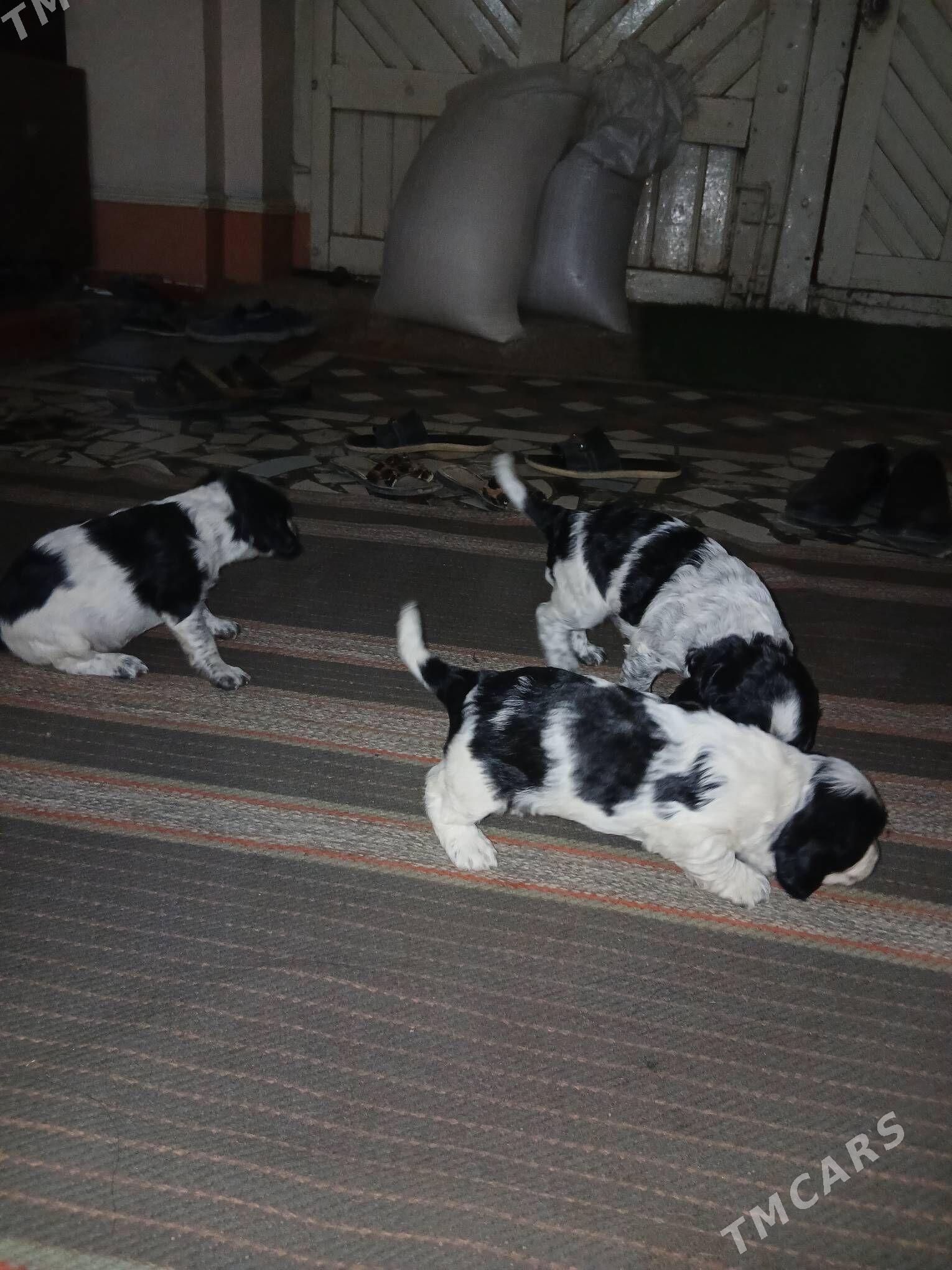 Спаситель щенки - Дашогуз - img 4