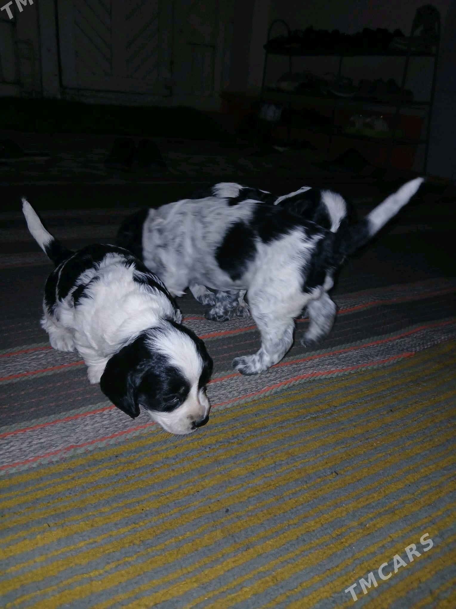 Спаситель щенки - Дашогуз - img 2