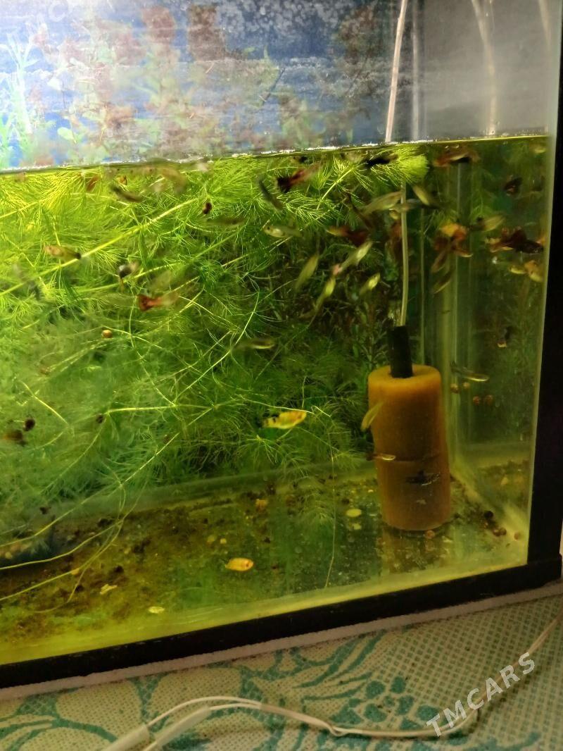 Гуппи Чёрный принц - Дашогуз - img 3