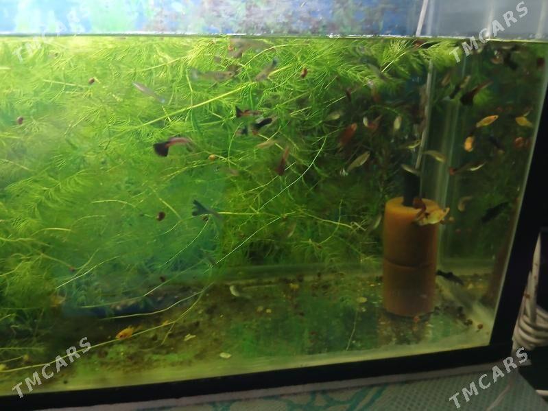 Гуппи Чёрный принц - Дашогуз - img 4