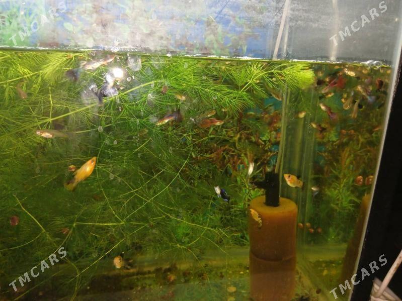 Гуппи Чёрный принц - Дашогуз - img 2