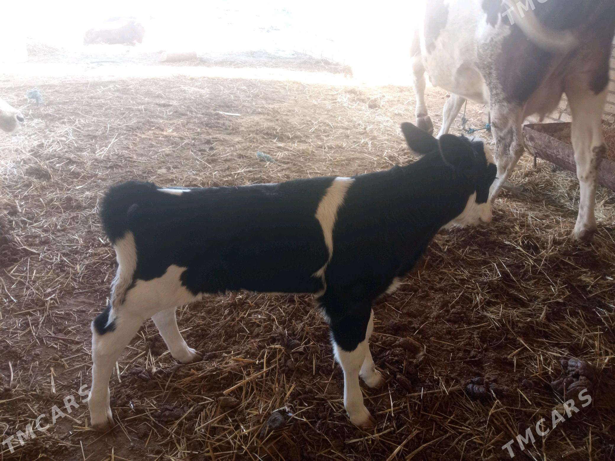 Sygyr goleli - Халач - img 4