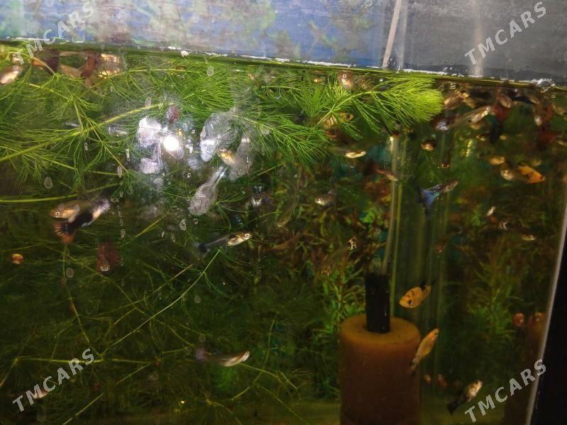 Гуппи Чёрный принц - Дашогуз - img 5